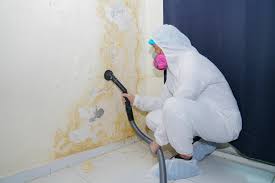 Boston, MA Mold Removal Services Company